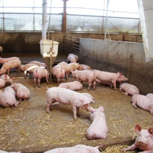 Welcome to Zion Farms a subsidiary of Zion Global Group, Kindly message us to know more.