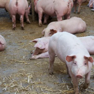 Welcome to Zion Farms a subsidiary of Zion Global Group, Kindly message us to know more.