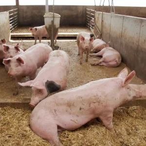 Welcome to Zion Farms a subsidiary of Zion Global Group, Kindly message us to know more.